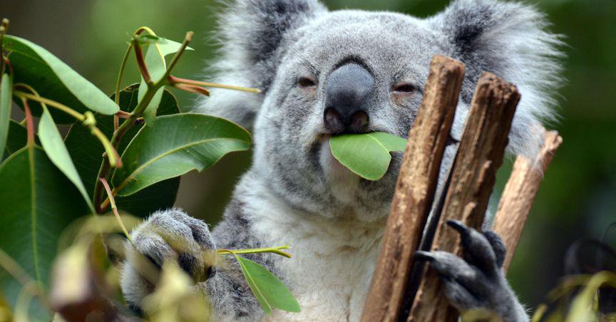  Australia aims for ‘zero extinctions’, promises to conserve land 