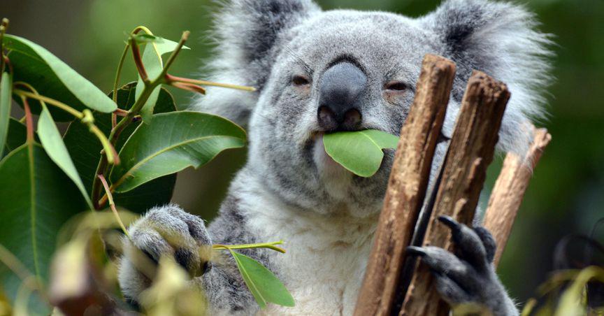 Australia aims for ‘zero extinctions’, promises to conserve land