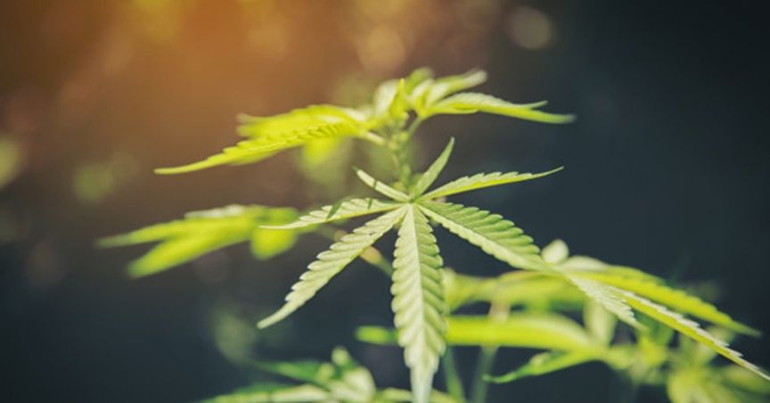  MGC Pharmaceuticals’ Stock Zooms Up By 5% On Company’s Botanical Update 