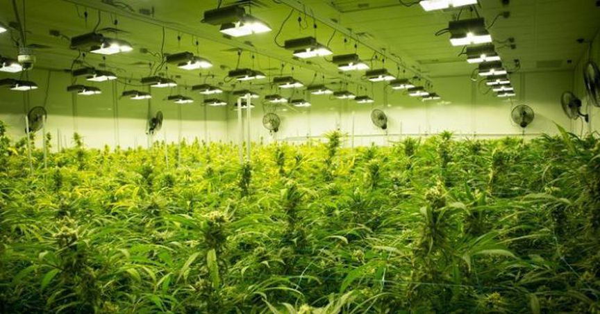  After Canada, There Are Now Ten States In The US Where Marijuana Has Been Legalized 