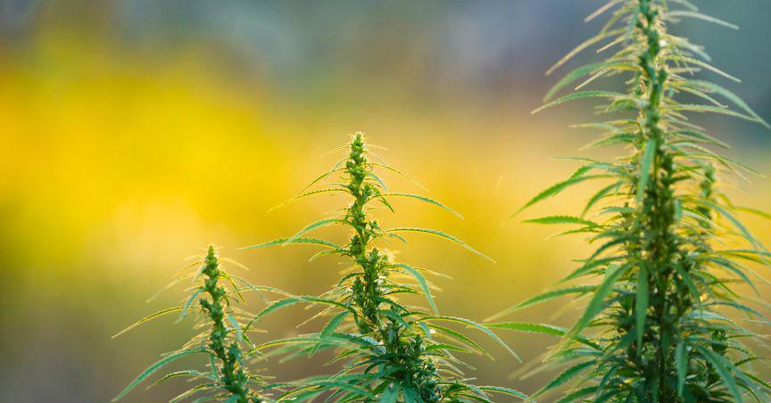 Tilray (TLRY) and WEED: 2 TSX cannabis stocks to buy in July 