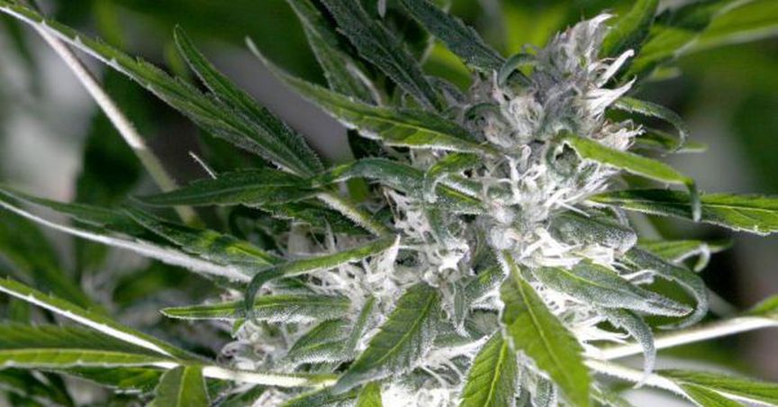  Some  More Smoke From Pot Industry - New Zealand Legalizes Medical Marijuana Consumption 