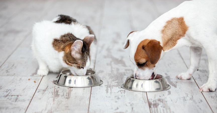  Pet Valu (TSX:PET) Expands Influence in S&P TSX Composite Index 