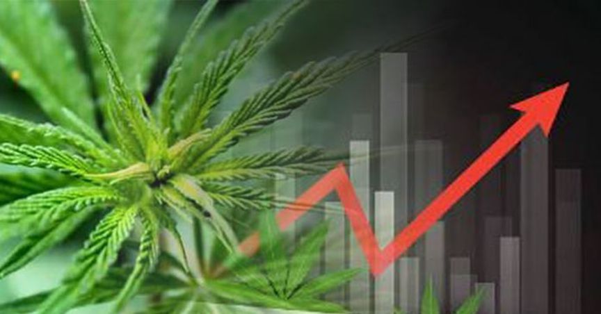 Aussie Pot Stocks Are Medical Cannabis ‘First-Movers’ – But The Competition Is Tough