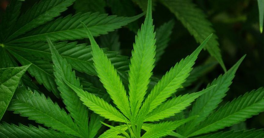  7 Pot Stocks Under The Radar - ESE, MDC, BDA, ZLD, AC8, CAN And CPH 