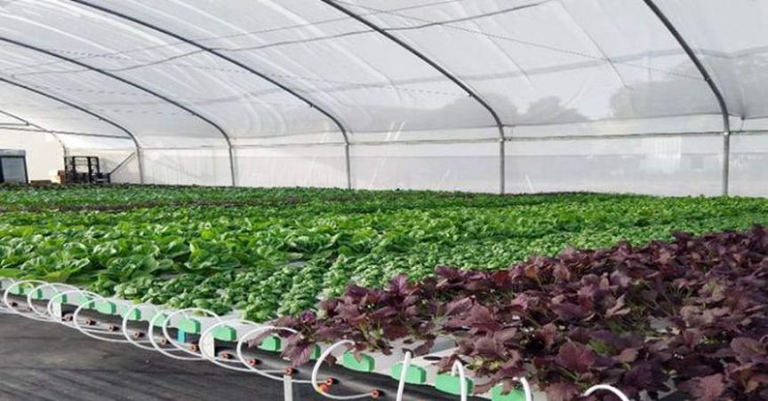 One Agricultural Tech Stock That Plunged Despite Reporting Significant Results On Cannabis Plant- ROO