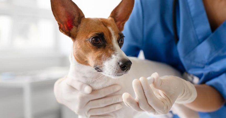 Kalkine | Healius Limited (ASX:HLS) Slides Sharply Amid Revenue Concerns and Broader ASX 200 Movements