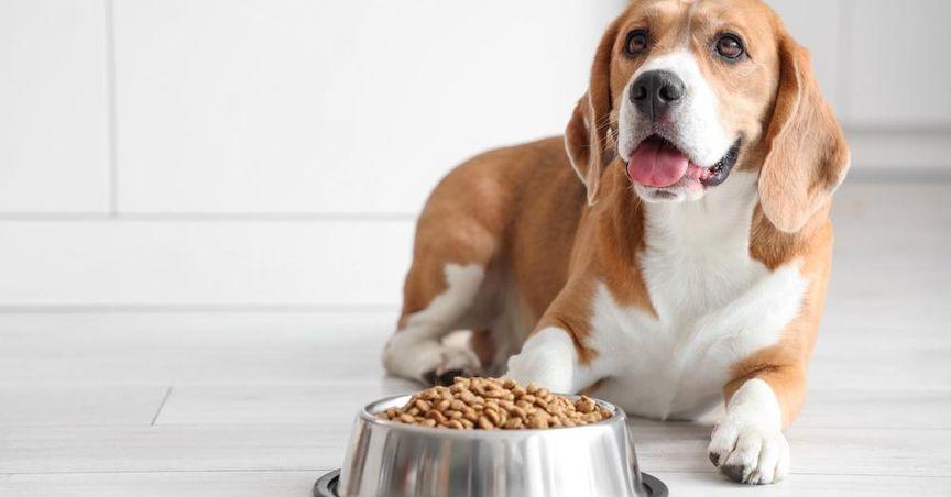  What Role Does Freshpet (NASDAQ:FRPT) Play in the Pet Food Industry? 