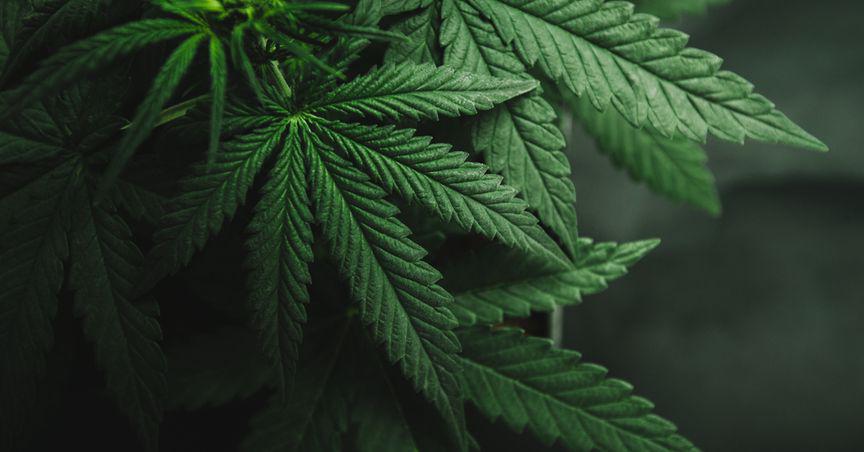  Thriving in the Green Industry: Exploring the Victories of Four TSX Cannabis Stocks This Year 