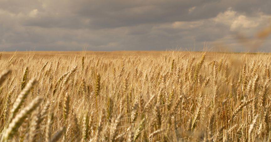  Wheat cultivation rapidly falls due to global warming: Study 