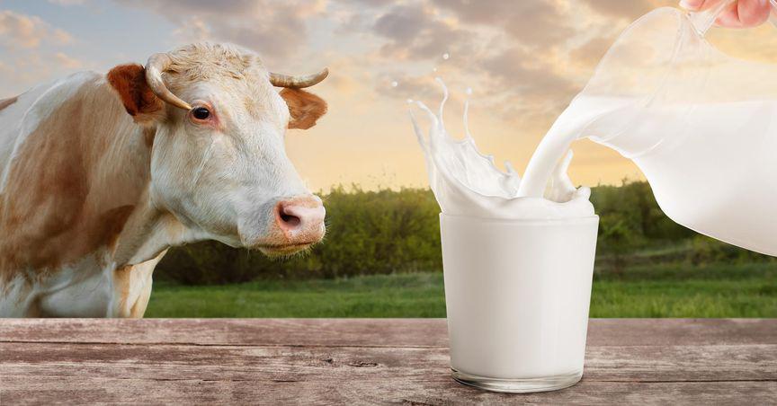  NZX-listed dairy stocks in news as global milk prices rise 