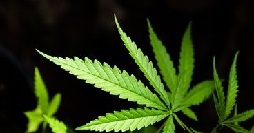 Changing winds for Pot Stocks - AC8, CAN, CGB