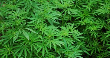 Why is the THC Global share price rocketing higher?