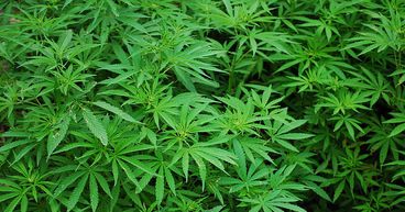 Cannabis, Legalisation and Way Forward – 7 Tips for Investing