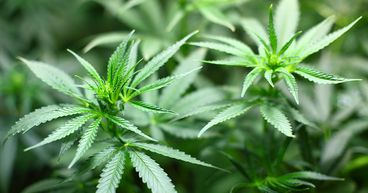 Cannabis Stock That Tanked on the ASX - CAN
