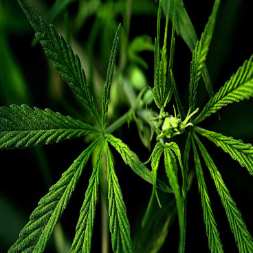 What's happening in the Cannabis space?