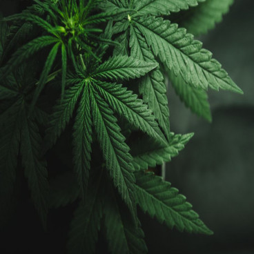 Latest updates from two cannabis players - MDC, MXC