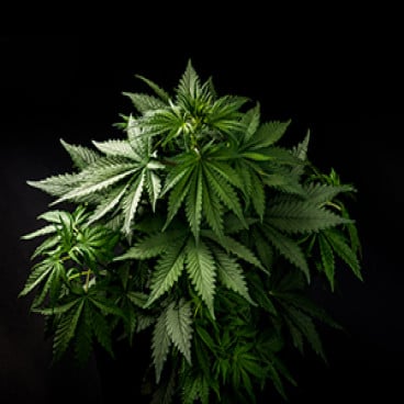 Exploring the Cannabis Sector