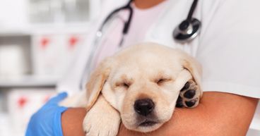 Lens on ASX-listed animal health players -AHX, CP1, EOF, PAA