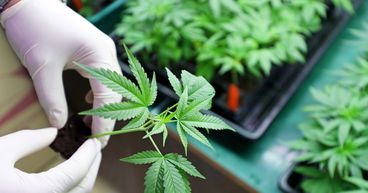Cann Group announces placement with a heavily discounted issue price; stock slides ~12%