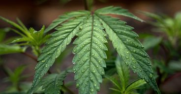 5 Pot Stocks and a Changed Perception: CAN, AC8, CGB, AGH, EOF