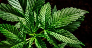 Rubicon Organics (TSXV:ROMJ) & Auxly Cannabis (TSXV:XLY): 2 Junior Pot Stocks to Explore