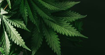 Aurora Cannabis & Aphria Inc: Why Are The 2 TSX Pot Stocks Trending?