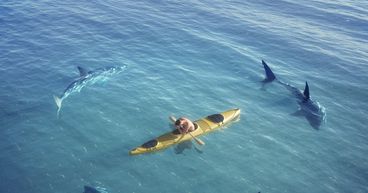 Why are shark attacks rising in Australia?