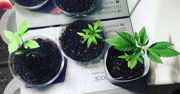 How to invest in the booming cannabis sector?