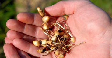 What is Oregon’s magic mushrooms program? How will it benefit people?