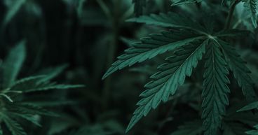 Why Cannabis Stocks, Aurora (TSX:ACB) & GTEC, Are Trending?
