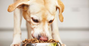 Nestle SA subsidiary to Invest $550 Million For Pet Food Factory’s Expansion in Georgia