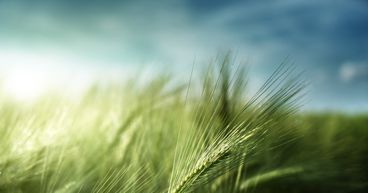 Australia drags China to the WTO over barley tariffs
