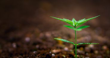Cannabis Companies Tilray And Aphria Announce £2.8bn Merger
