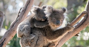 Australia gives a miss to key global meet for environment protection