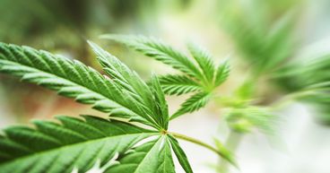 What is driving the volatility in Cannasouth (NZX:CBD) stock?