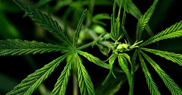 Valens (TSX:VLNS) & Pharmacielo (TSXV:PCLO): 2 Rising Pot Penny Stocks