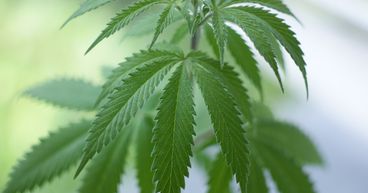 Supreme Cannabis (VFF) & Village Farms (FIRE): TSX Pot Stocks On Rise