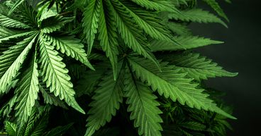 Sundial Growers (SNDL) & Supreme (FIRE): 2 Pot Stocks To Buy Under $2