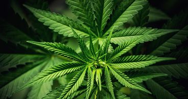 5 Canadian Cannabis Stocks To Watch This Week