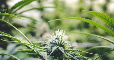HEXO & Zenabis (TSX:ZENA) Stocks Surge On Acquisition Moves