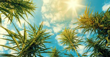 Supreme Cannabis (Fire) & Organigram (OGI): 2 Pot Stocks to Explore
