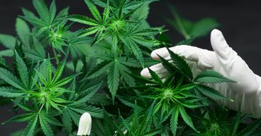 Canopy Growth (WEED) Slips As Health Canada Reviews Cannabis Labelling