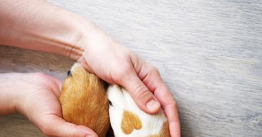 Why Pets at Home Stocks Rose After Pet Supplies Crunch in UK