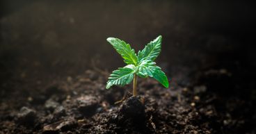 4 FTSE Cannabis Stocks Under Lens as BAT Buys 20% Stake in Organigram