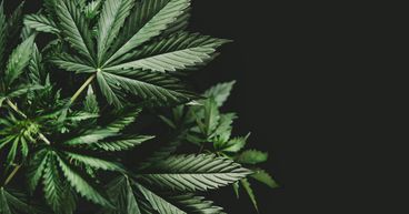 HEXO Stocks Soars On Revenue Growth! A Pot Stock To Buy?