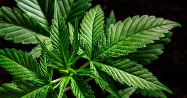 Gage Cannabis, Led by Canopy Growth Founder, May Head For DPO