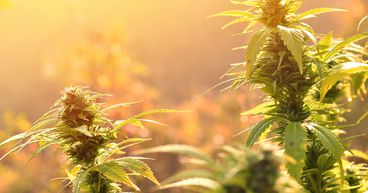 Why Is Canopy Growth (WEED) Acquiring Supreme Cannabis (FIRE)?