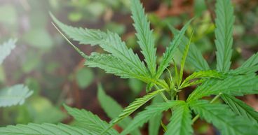 Canopy (WEED) & Tilray (TLRY): 2 Pot Stocks To Buy Before Q2 Ends