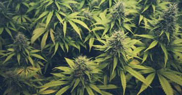 3 Psychedelic Stocks To Trip On in 2021